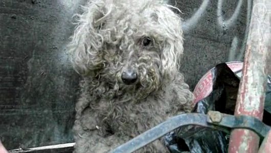▶ Beautiful Story: A Homeless Dog Living In A Trash Pile Gets Rescued, And Then Makes A Friend! :)