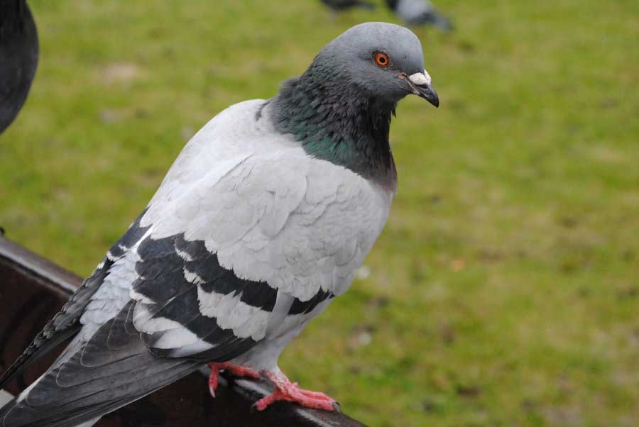 ▶ Pigeon Genius – The Underdog Of The Bird World