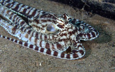 ▶ Most intelligent Mimic Octopus in the world – Crazy!